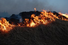 burning grass.jpg
