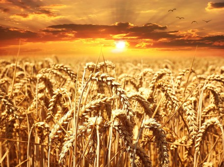 wheat-field-640960_1920.jpg