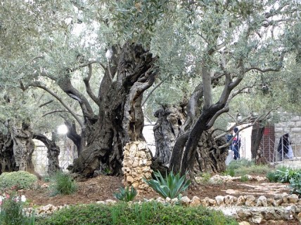 gethsemane-556051_640
