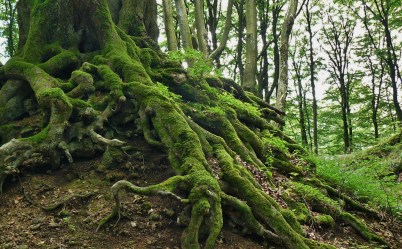 root-276636_1920
